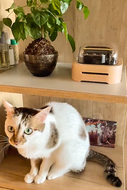 Picture of our cat enjoying the performance of the music box. They are also part of our family, so I decided to put them on the laser engraving